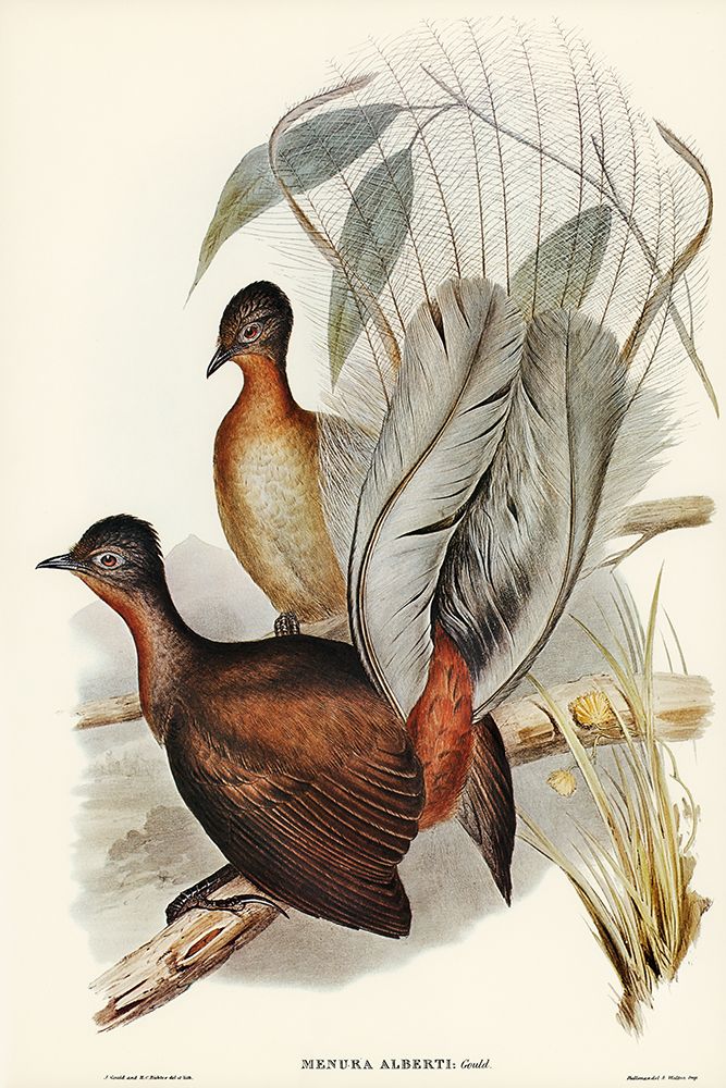 Albert Lyre-Bird-Menura Alberti art print by John Gould for $57.95 CAD