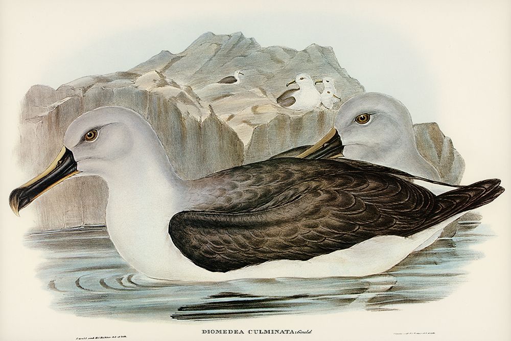Culminated Albatros-Diomedea culminata art print by John Gould for $57.95 CAD