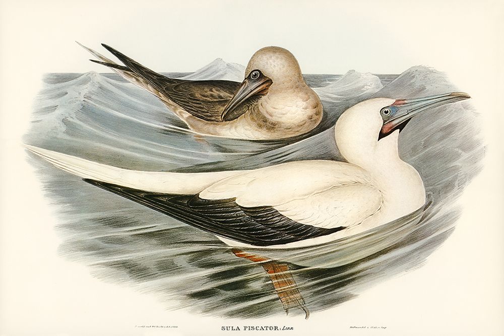 Red-legged Gannet-Sula piscator art print by John Gould for $57.95 CAD