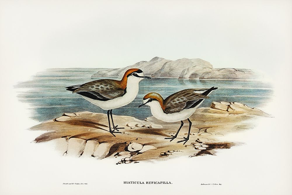 Red-capped Dottrel-Hiaticula ruficapilla art print by John Gould for $57.95 CAD