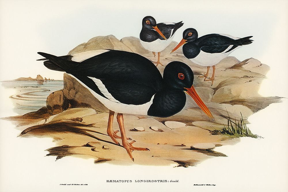 White-breasted Oyster-Catcher-Haematopus longirostris art print by John Gould for $57.95 CAD