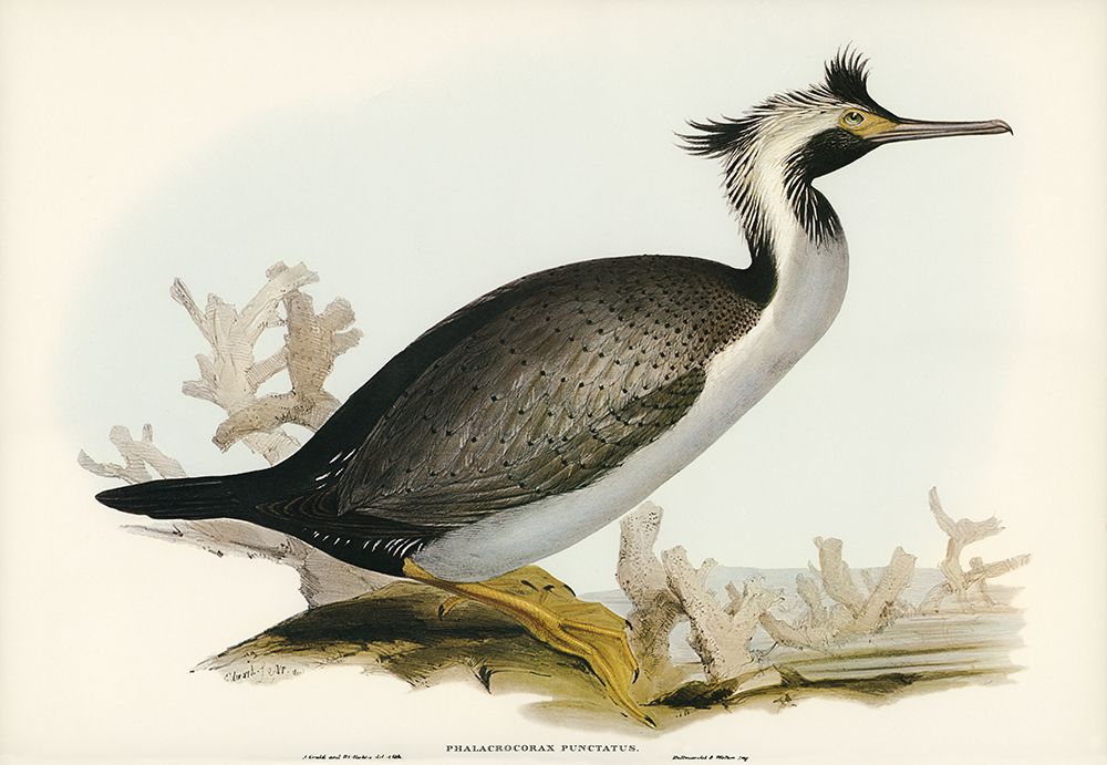 Spotted Cormorant-Phalacrocorax punctatus art print by John Gould for $57.95 CAD