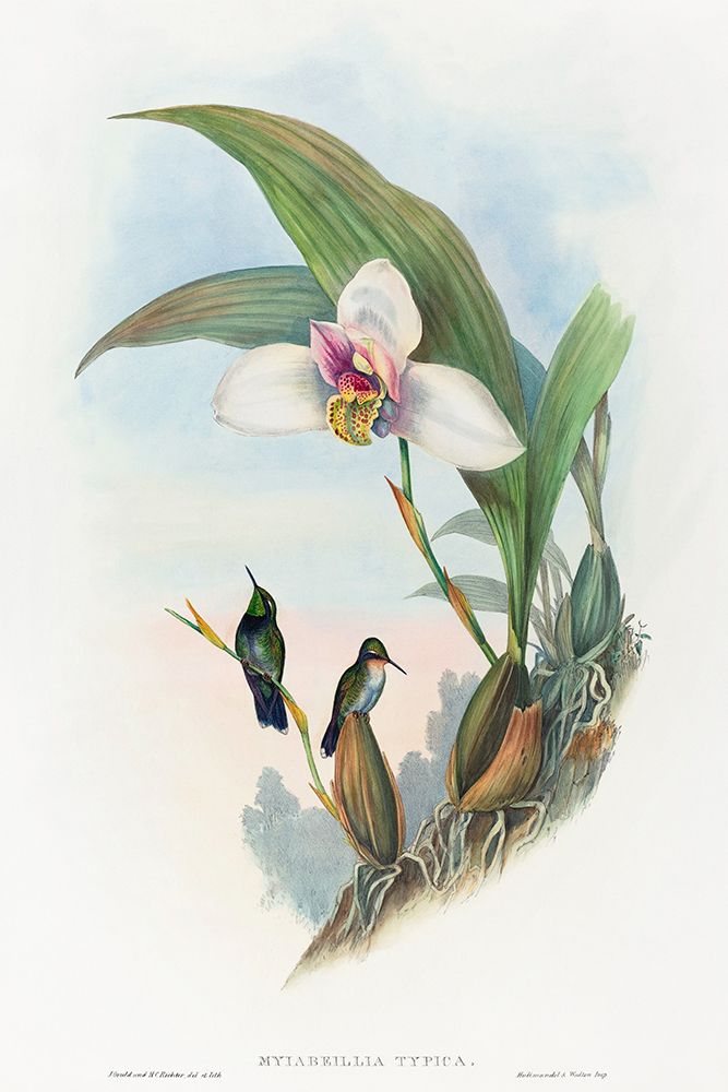 Myiabeillia typica-Abeilles Hummingbird art print by John Gould for $57.95 CAD
