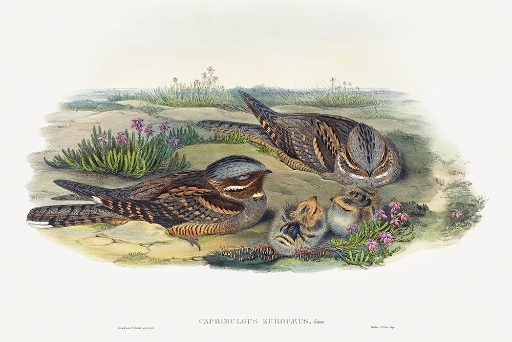 Caprimulgus europaeus-Nightjar art print by John Gould for $57.95 CAD