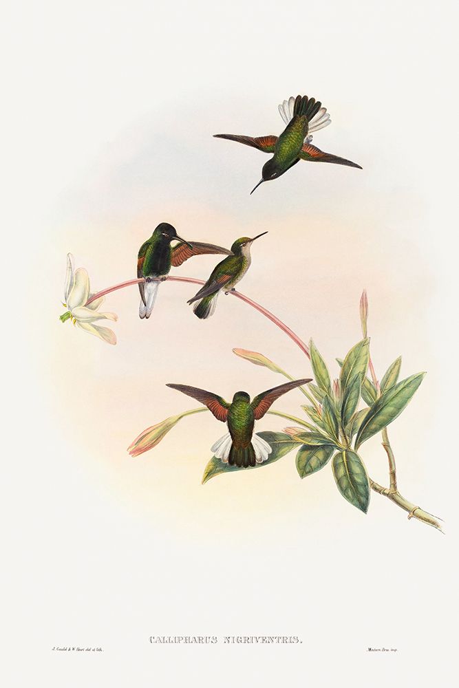 Callipharus nigriventris-Black-bellied Hummingbird art print by John Gould for $57.95 CAD