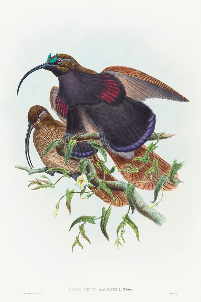 Drepanornis albertisi-Black-billed Sicklebill Bird of Paradise art print by John Gould for $57.95 CAD