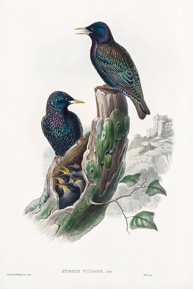 The birds of Great Britain-Sturnur Vulgaris art print by John Gould for $57.95 CAD