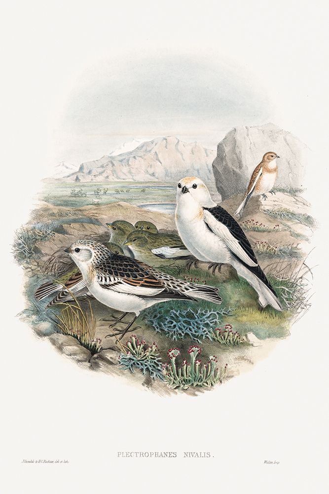 The birds of Great Britain-Plestrophanes Nivalis art print by John Gould for $57.95 CAD