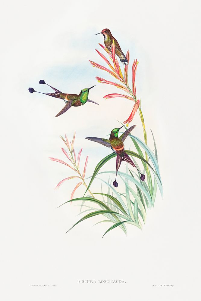 Discura longicauda-Racket-Tail art print by John Gould for $57.95 CAD