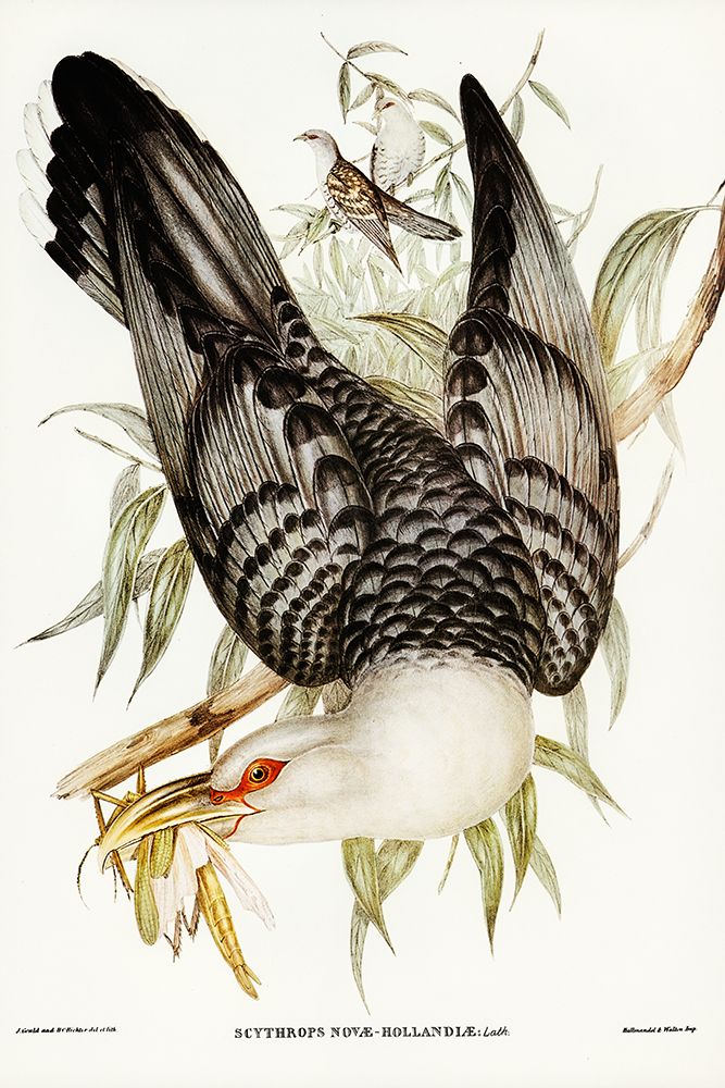 Channel Bill Cuckoo-Scythrops Novae-Hollandiae art print by John Gould for $57.95 CAD