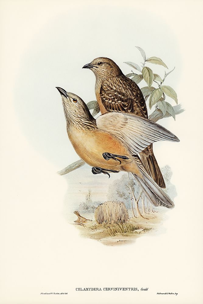 Fawn-breasted Bower-bird-Chlamydera cerviniventris art print by John Gould for $57.95 CAD