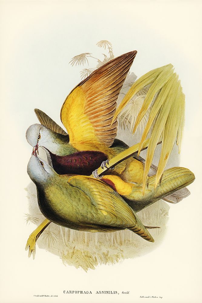Allied Fruit-Pigeon-Carpophaga assimilis art print by John Gould for $57.95 CAD
