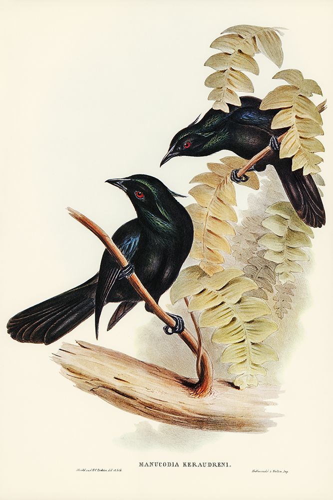 Keraudrens Crow-Shrike-Manucodia Keraudreni art print by John Gould for $57.95 CAD