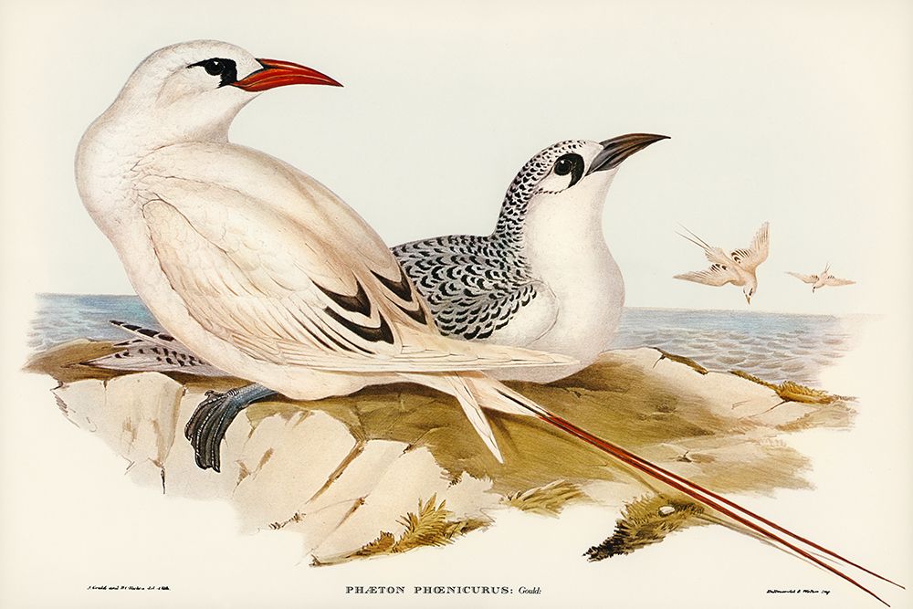 Red-tailed Tropic Bird-Phaeton phoenicurus art print by John Gould for $57.95 CAD
