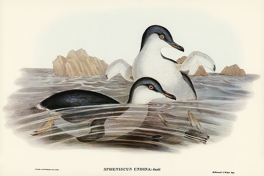 Fairy Penguin-Spheniscus undina art print by John Gould for $57.95 CAD