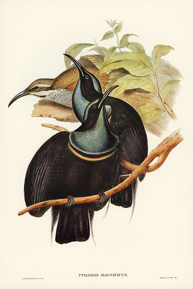 Magnificent Rifle-bird-Ptiloris magnifica art print by John Gould for $57.95 CAD