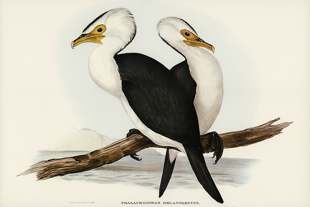 Little pied cormorant-Phalacrocorax melanoleucus art print by John Gould for $57.95 CAD
