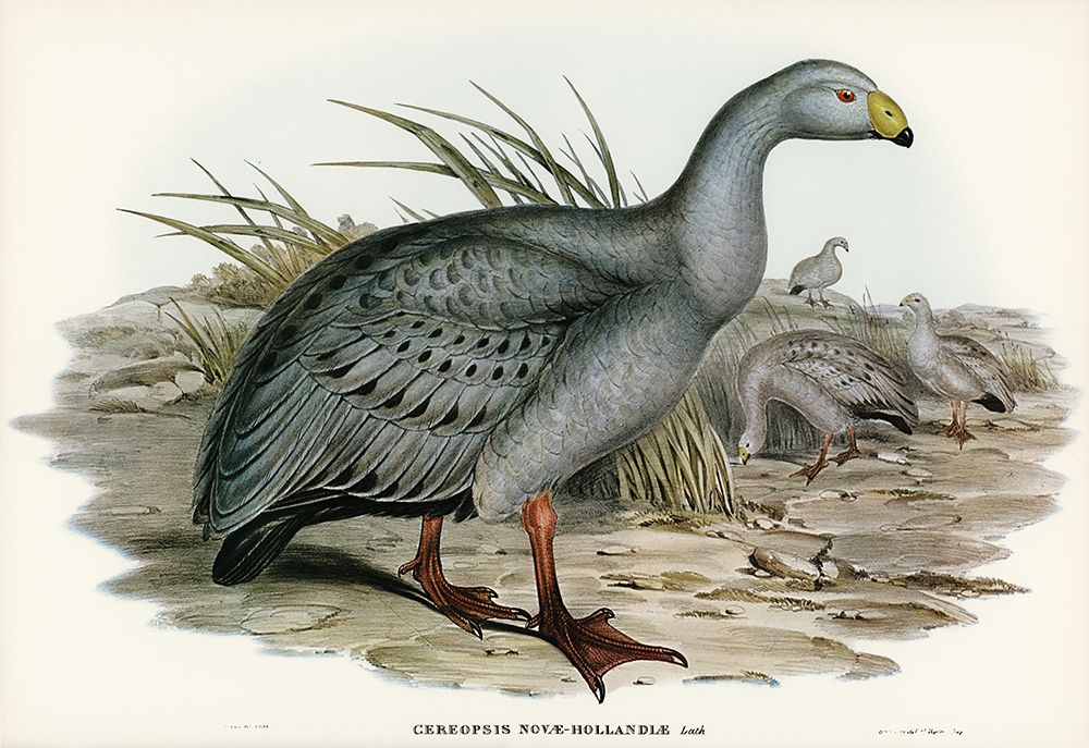 Cereopsis Goose-Cereopsis Novae-Hollandiae art print by John Gould for $57.95 CAD