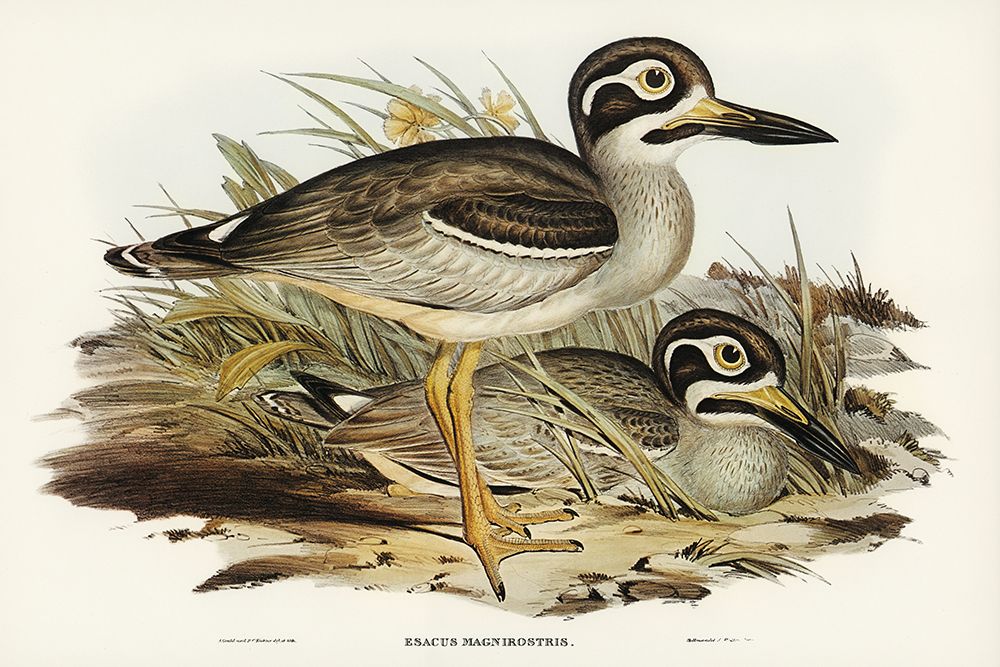 Large-billed Plover-Esacus magnirostris art print by John Gould for $57.95 CAD