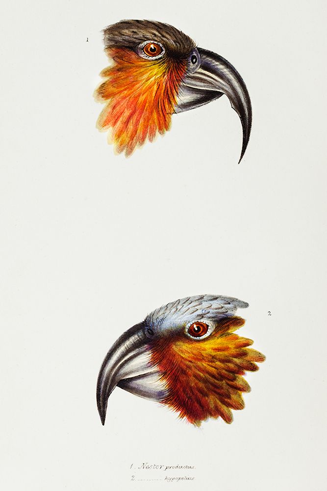 Norfolk kaka-Nestor productus and Kaka parrot-Nestor Hypopolius art print by John Gould for $57.95 CAD