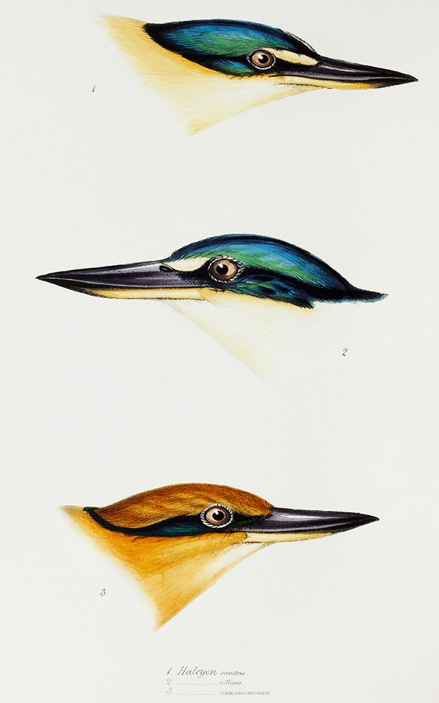 Sacred kingfisher-Collared kingfisher and Guam kingfisher art print by John Gould for $57.95 CAD