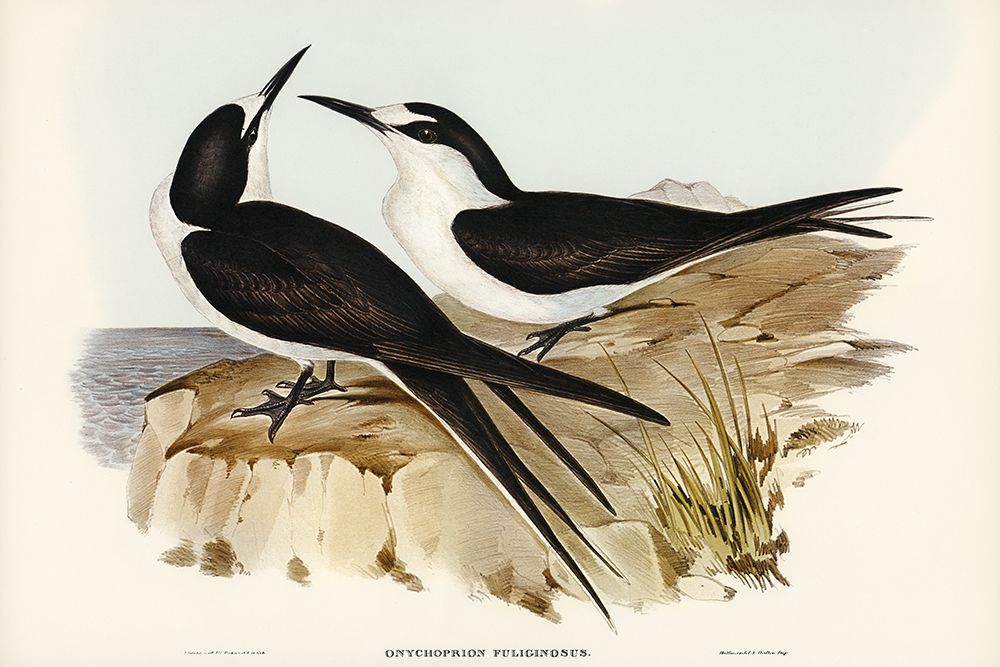 Sooty Tern-Onychoprion fuliginosus art print by John Gould for $57.95 CAD