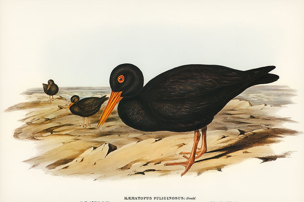 Sooty Oyster-Catcher-Haematopus fuliginosus art print by John Gould for $57.95 CAD