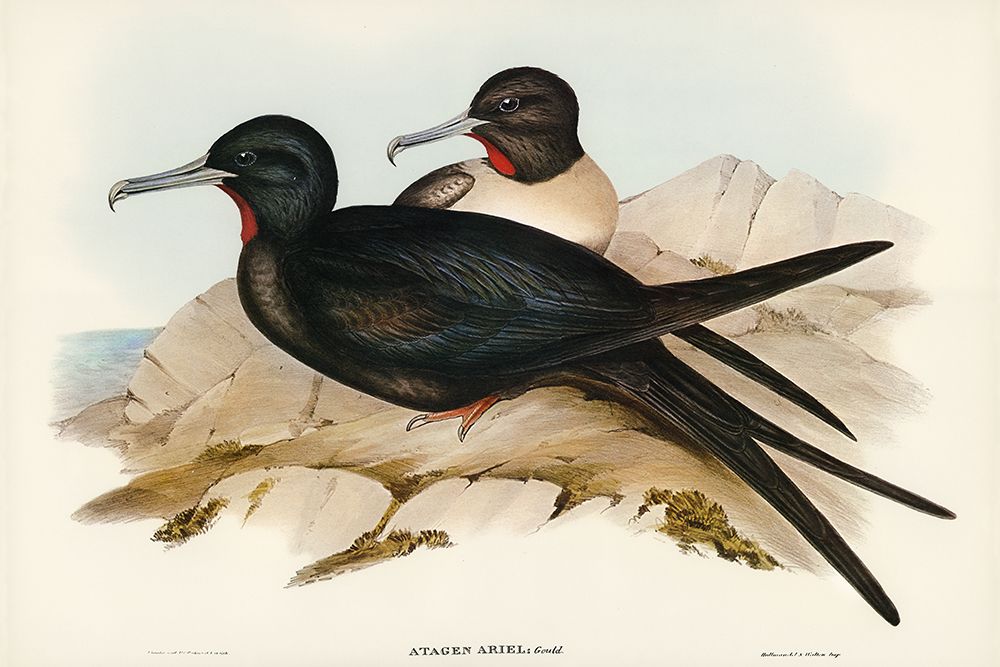 Small Frigate Bird-Attagen Ariel art print by John Gould for $57.95 CAD