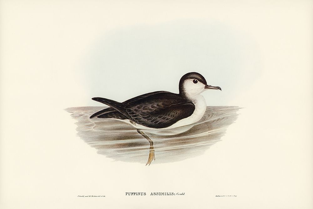 Allied Petrel-Puffinus assimilis art print by John Gould for $57.95 CAD
