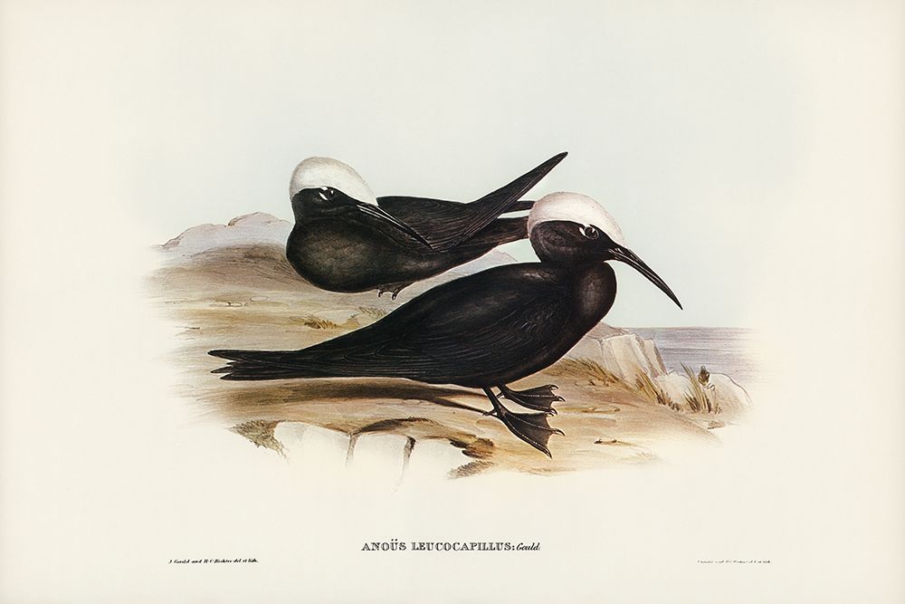White-capped Tern-Anous leucocapillus art print by John Gould for $57.95 CAD