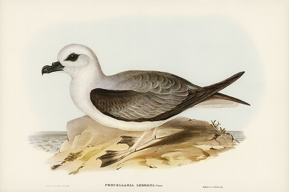 White-headed Petrel-Procellaria Lessonii art print by John Gould for $57.95 CAD