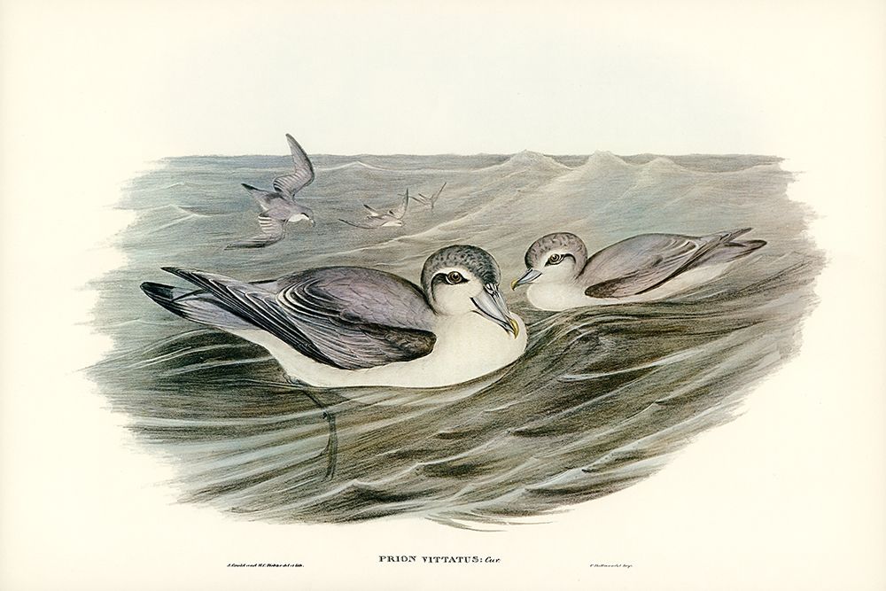 Broad-billed Prion-Prion vittatus art print by John Gould for $57.95 CAD