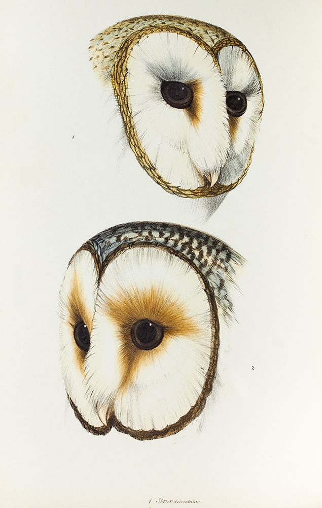 Delicate Owl-Strix delicatulus and Ring-eyed Owl-Strix cyclops art print by John Gould for $57.95 CAD