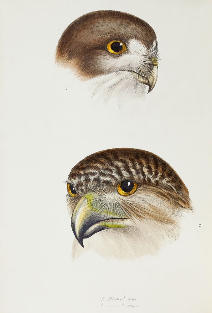 Boobook-Athene fortis and Powerful owl-Athene strenua art print by John Gould for $57.95 CAD