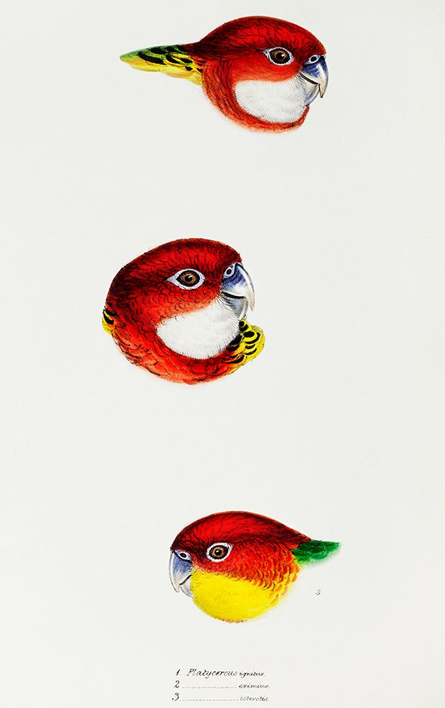 Fiery Parrakeet-Eastern rosella and Western rosella art print by John Gould for $57.95 CAD