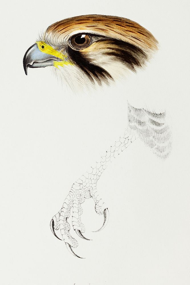 Brown hawk-Leracidia berigora art print by John Gould for $57.95 CAD