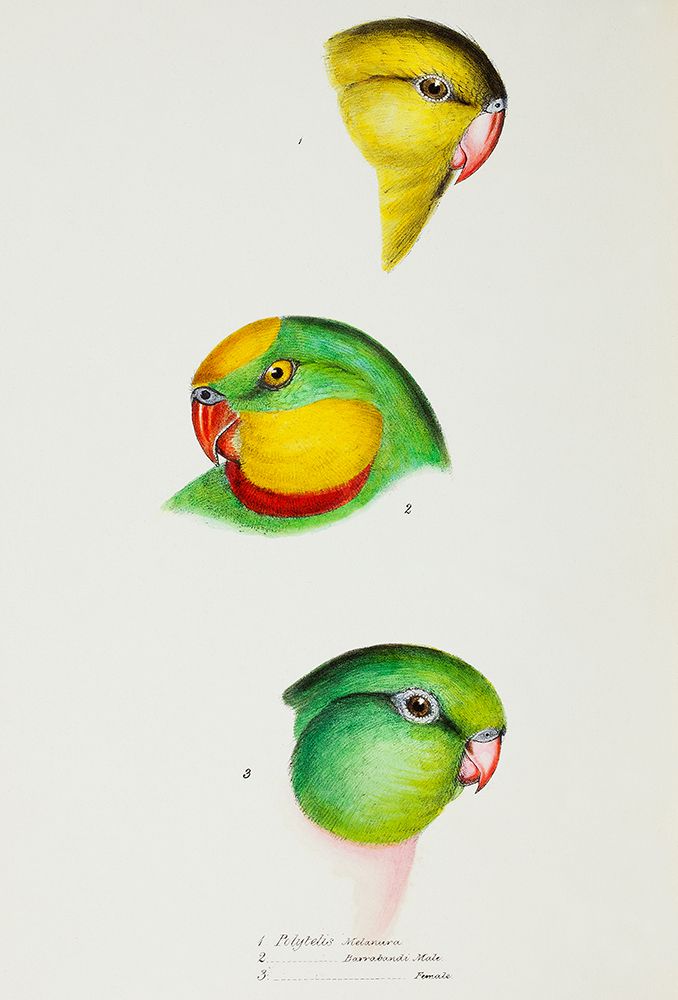 Regent Parrot and Superb parrot art print by John Gould for $57.95 CAD