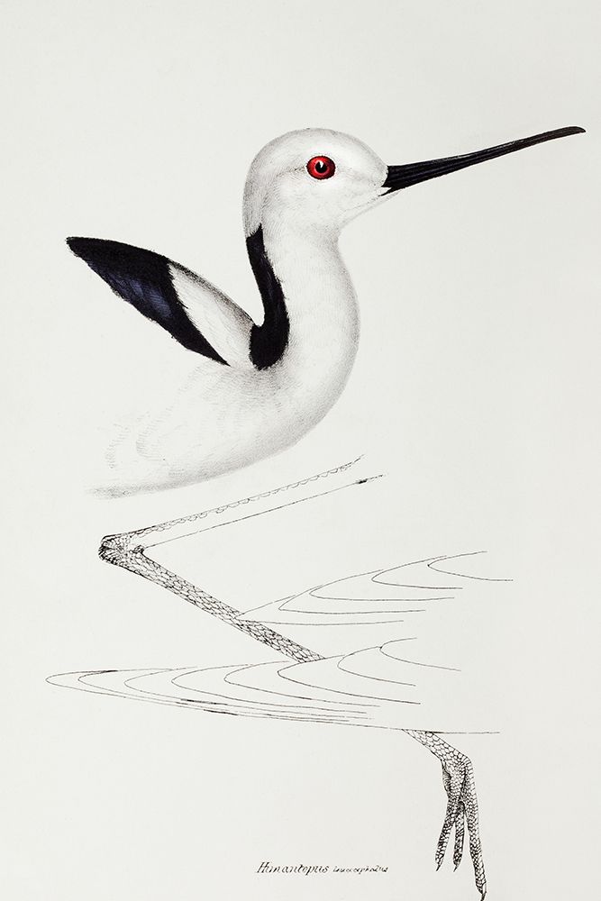 White-headed stilt-Himantopus leucocephalus art print by John Gould for $57.95 CAD