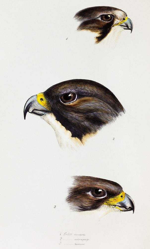 White fronted falcon-Black-cheeked falcon and New Zealand Falcon art print by John Gould for $57.95 CAD