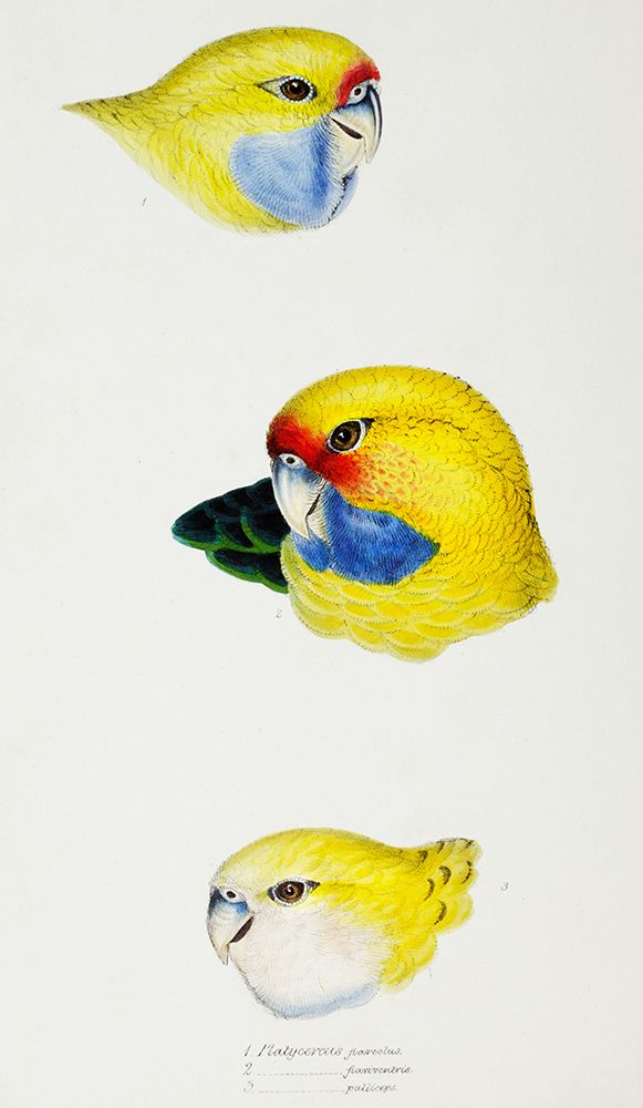 Yellow Rosella-Yellow-bellied Parrakeet and Pale-headed Rosella art print by John Gould for $57.95 CAD