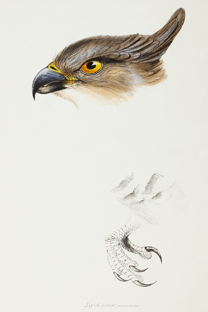 The Pacific Baza-Lepidogenys subcristatus art print by John Gould for $57.95 CAD