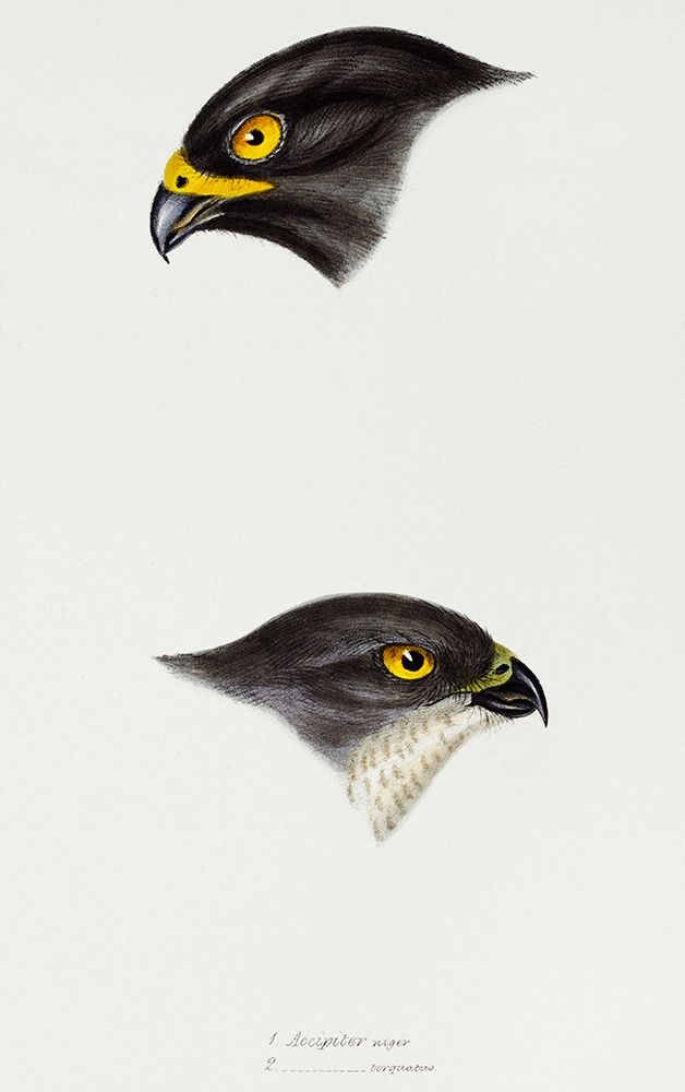 Black sparrow hawk and Collared sparrow Hawk art print by John Gould for $57.95 CAD