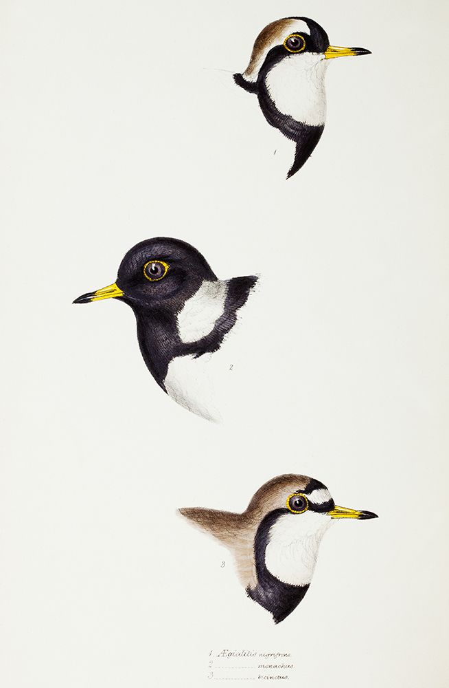 Black-fronted dotterel-Lesser sand-plover and Double-banded plover art print by John Gould for $57.95 CAD