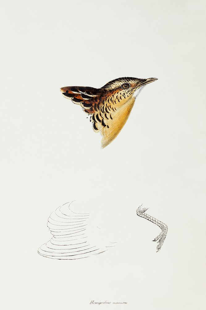 Black-backed Buttonquail-Hemipodius Melanotus art print by John Gould for $57.95 CAD