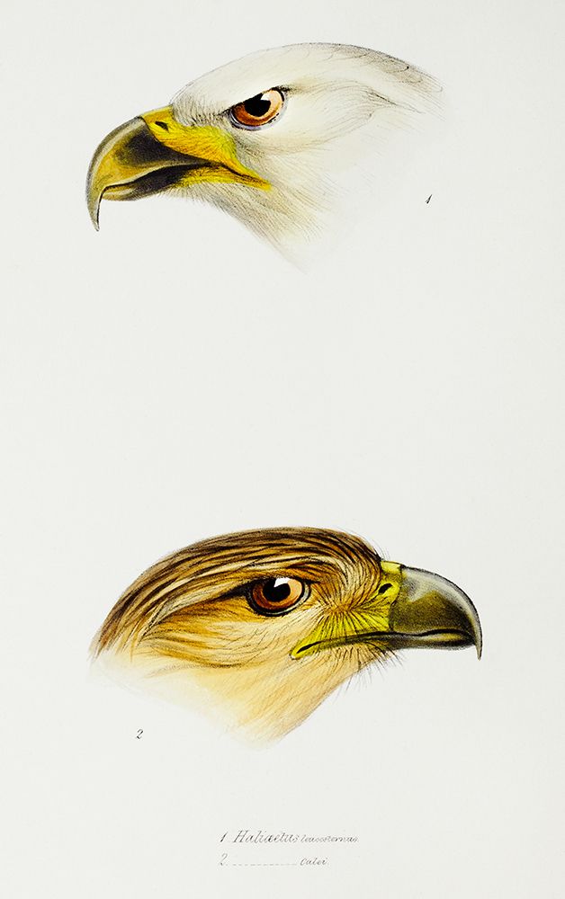 White-breasted sea-eagle and Little eagle art print by John Gould for $57.95 CAD