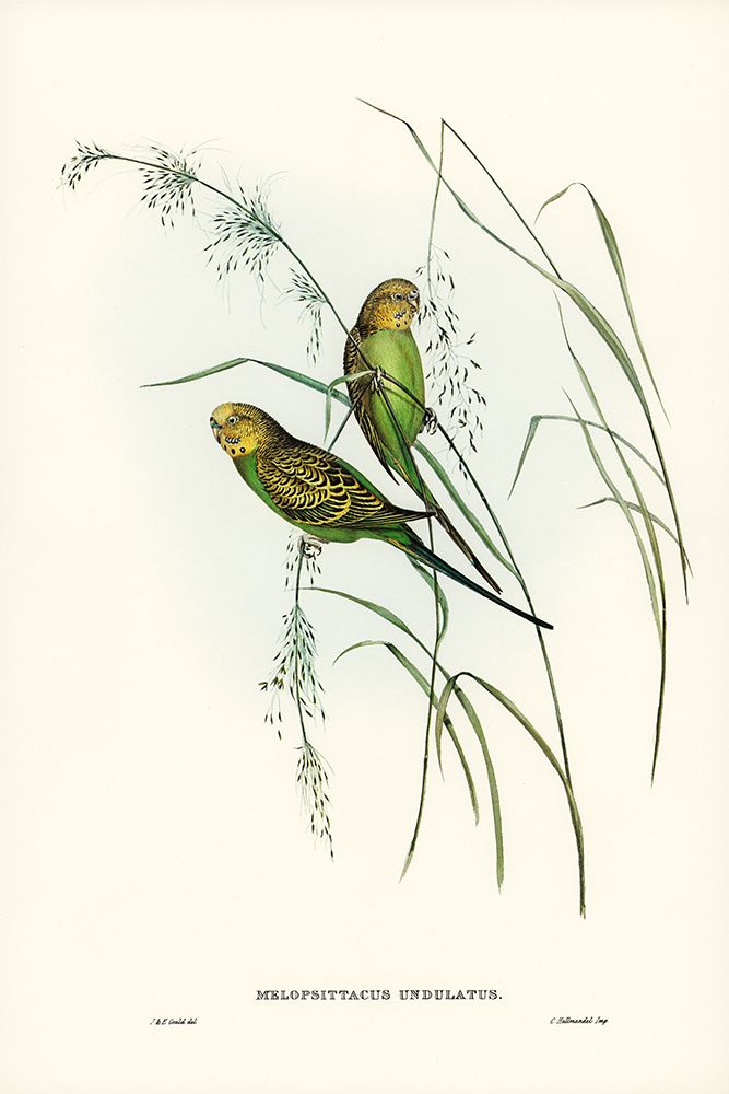 Warbling Grass-Parakeet-Melopsittacus undulatus art print by John Gould for $57.95 CAD