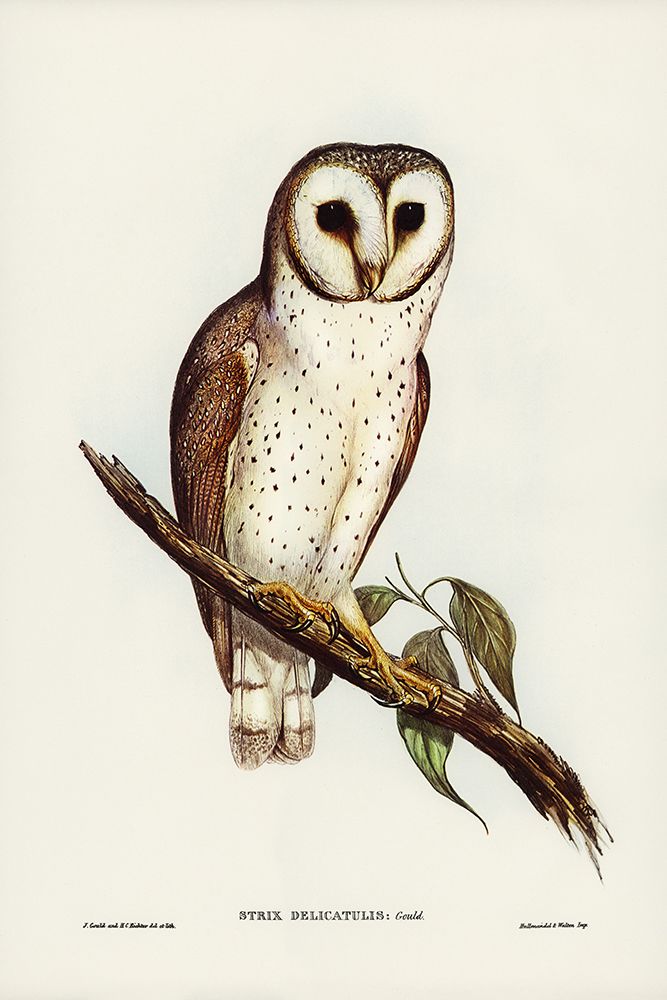 Delicate Owl-Strix delicatulus art print by John Gould for $57.95 CAD