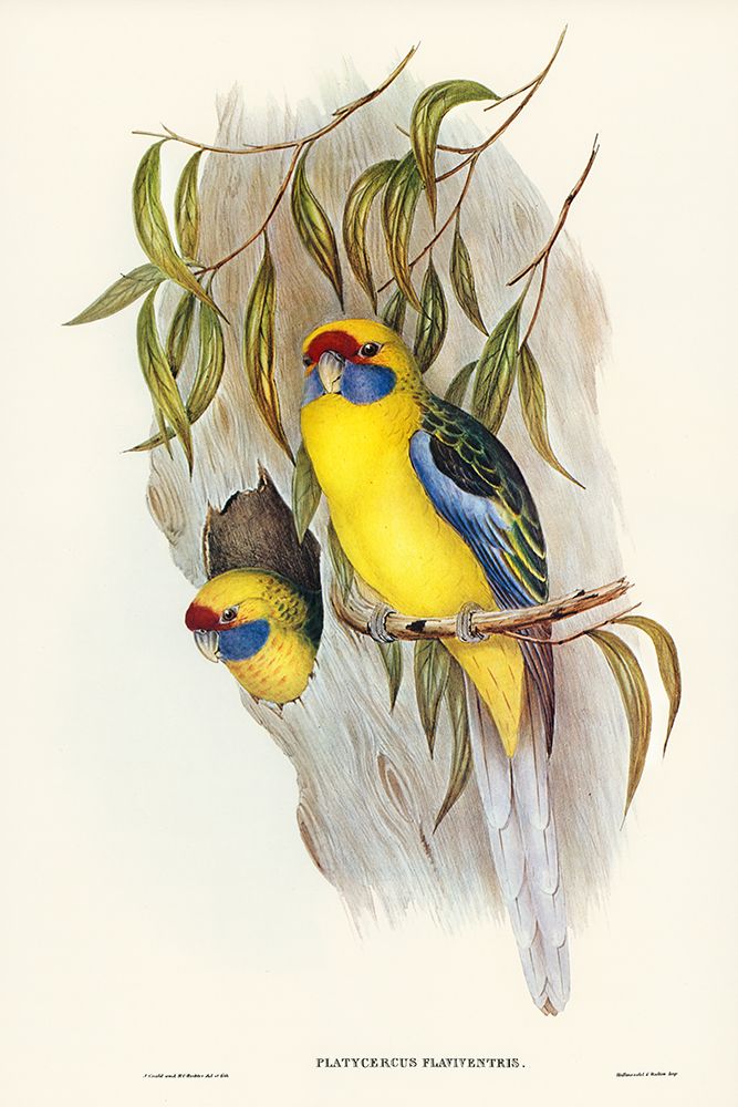 Yellow-bellied Parakeet-Platycercus flaviventris art print by John Gould for $57.95 CAD