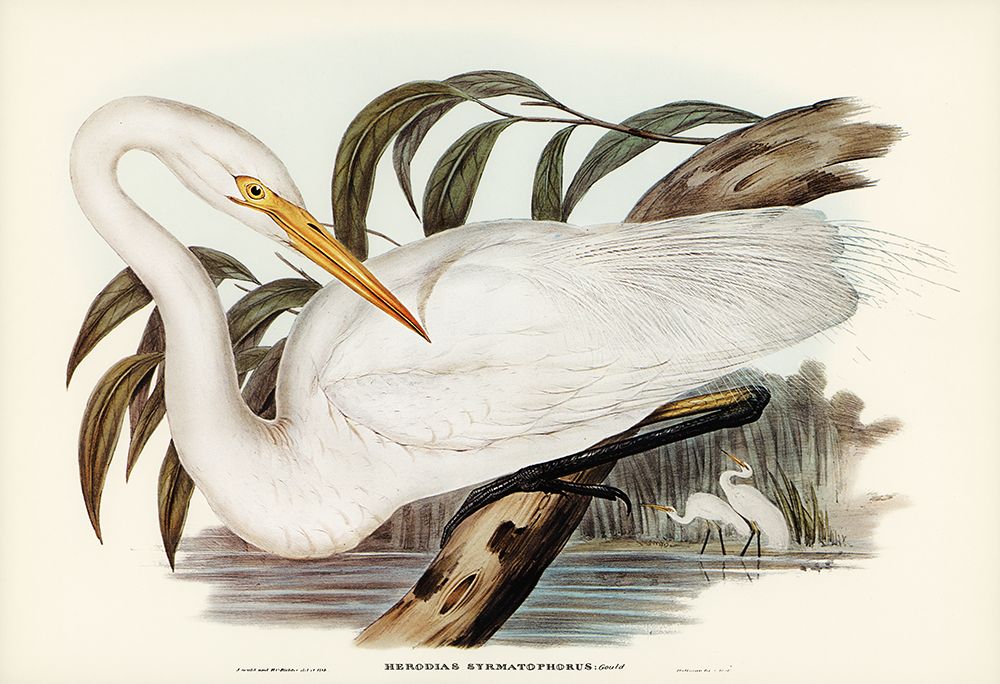 Australian Egret-Hrodias syrmatophorus art print by John Gould for $57.95 CAD