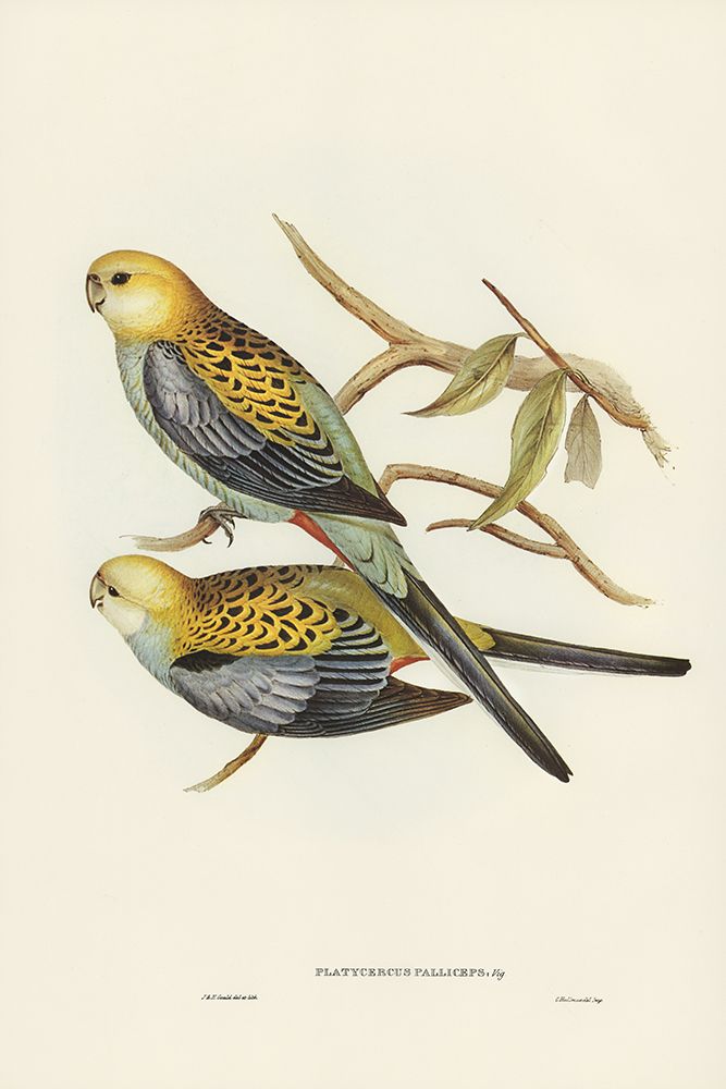 Pale-headed Parakeet-Platycercus palliceps art print by John Gould for $57.95 CAD